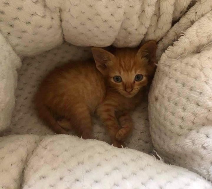 Illustration de l'article : Un passant découvre un chaton chétif sous un amas de rochers. Pour le récupérer, il lance un appel à l’aide sur les réseaux sociaux